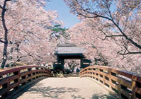 高遠城趾公園の桜