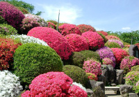 鶴峯公園のつつじ